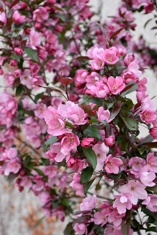Gladiator Flowering Crab (Malus 'DurLeo') at Ritchie Feed & Seed Inc.