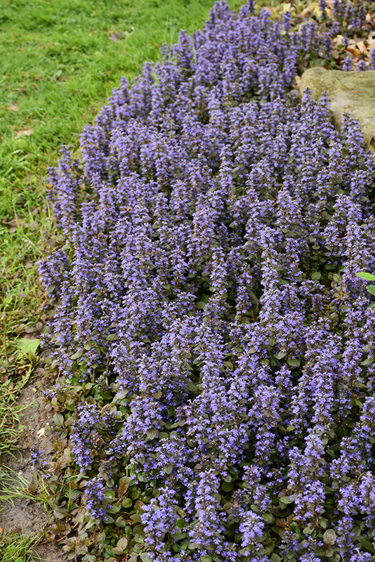 Caitlin's Giant Bugleweed (Ajuga reptans 'Caitlin's Giant') at Ritchie Feed & Seed Inc.