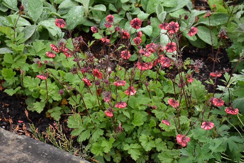 Flames of Passion Avens (Geum 'Flames of Passion') at Ritchie Feed & Seed Inc.