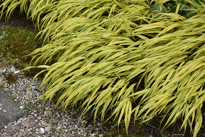 Golden Variegated Hakone Grass (Hakonechloa macra 'Aureola') at Ritchie Feed & Seed Inc.