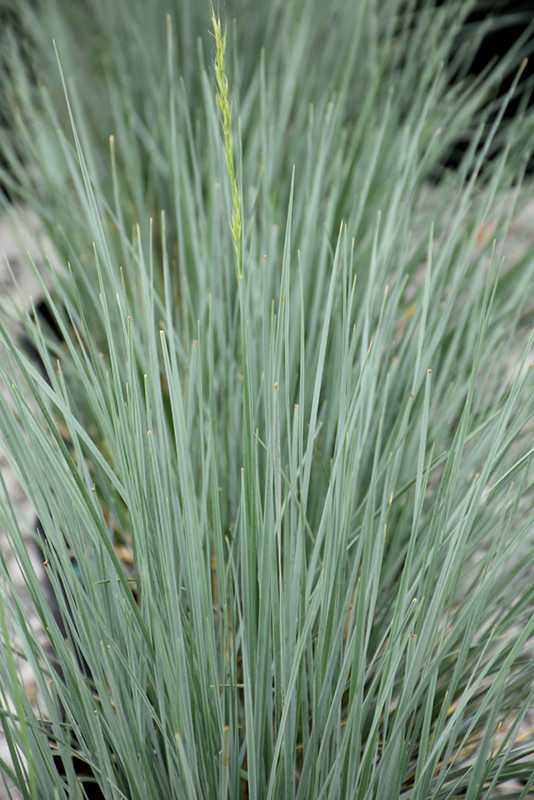 Sapphire Blue Oat Grass (Helictotrichon sempervirens 'Sapphire') at Ritchie Feed & Seed Inc.