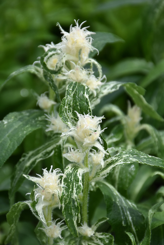 Genti Twisterbell Clustered Bellflower (Campanula glomerata 'Allgentitwist') at Ritchie Feed & Seed Inc.
