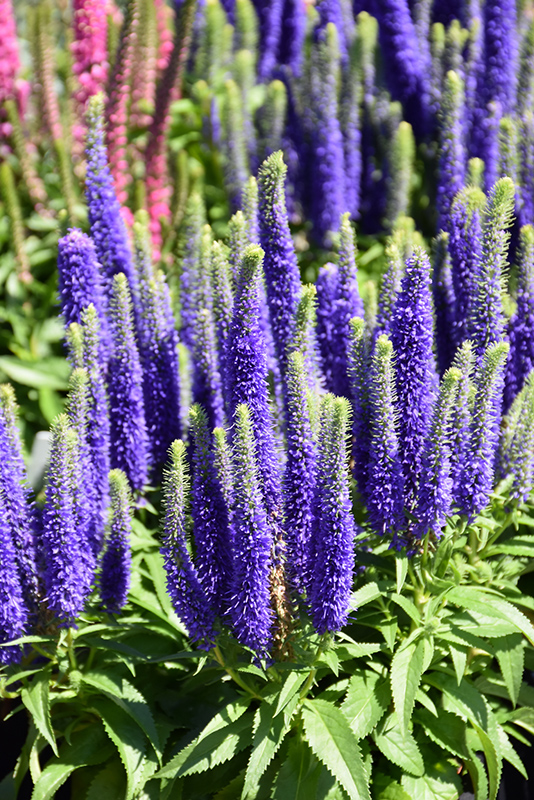 Royal Candles Speedwell (Veronica spicata 'Royal Candles') at Ritchie Feed & Seed Inc.