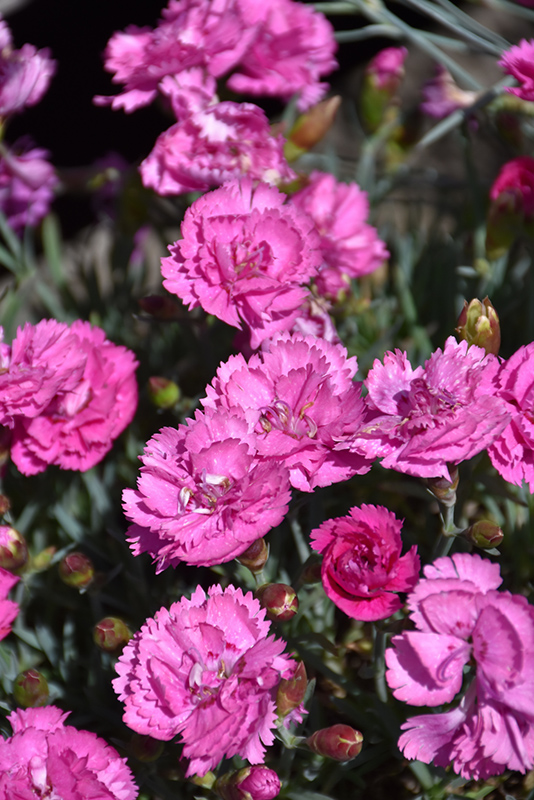 EverLast Orchid Pinks (Dianthus 'EverLast Orchid') at Ritchie Feed & Seed Inc.