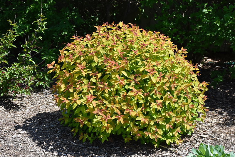 Double Play Candy Corn Spirea (Spiraea japonica 'NCSX1') at Ritchie Feed & Seed Inc.