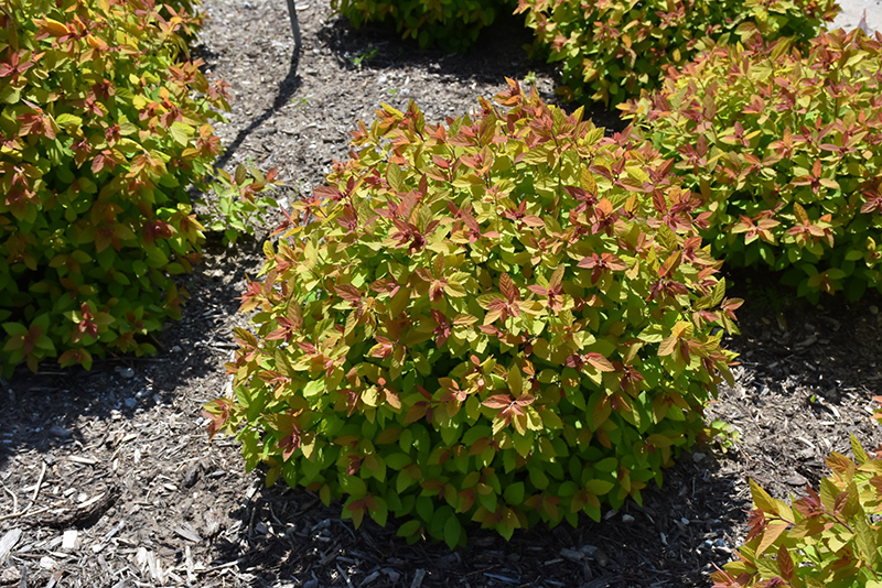 Double Play Big Bang Spirea (Spiraea 'Tracy') at Ritchie Feed & Seed Inc.