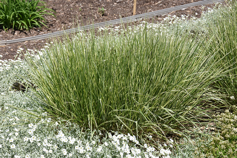 Variegated Reed Grass (Calamagrostis x acutiflora 'Overdam') at Ritchie Feed & Seed Inc.