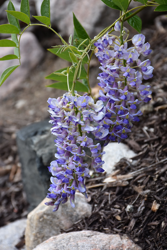 Blue Moon Wisteria (Wisteria macrostachya 'Blue Moon') at Ritchie Feed & Seed Inc.