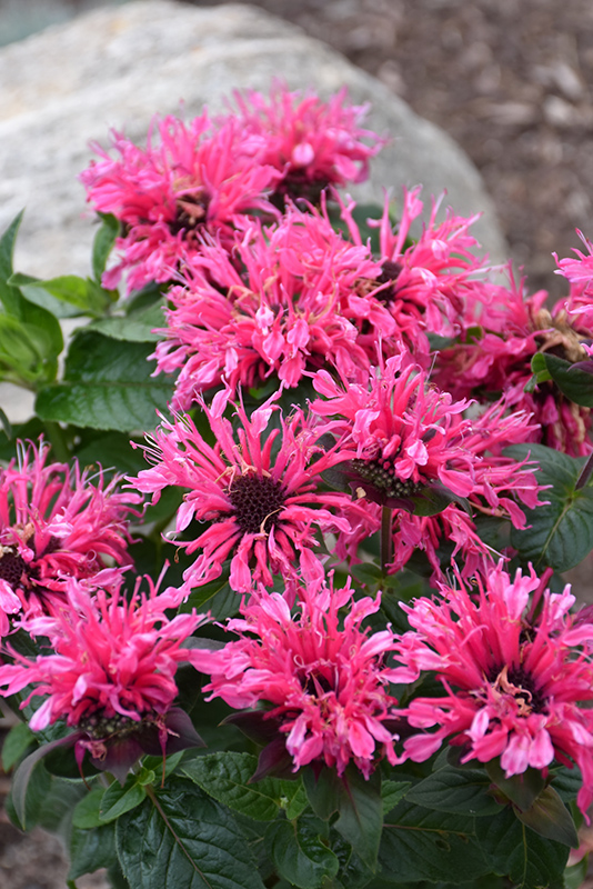 Cranberry Lace Beebalm (Monarda 'Cranberry Lace') at Ritchie Feed & Seed Inc.