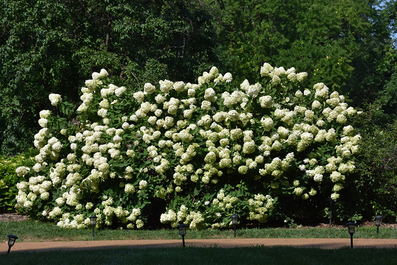 Limelight Hydrangea (Hydrangea paniculata 'Limelight') at Ritchie Feed & Seed Inc.