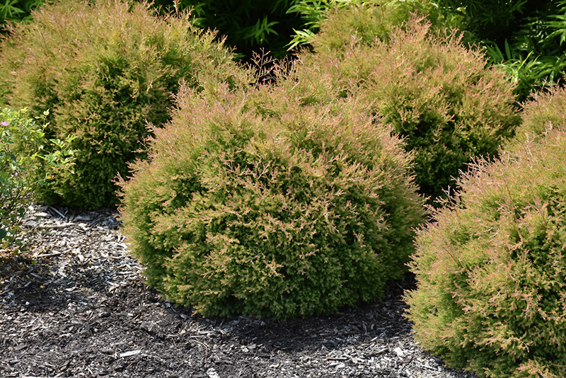 Fire Chief Arborvitae (Thuja occidentalis 'Congabe') at Ritchie Feed & Seed Inc.
