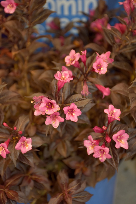 Date Night Stunner Weigela (Weigela florida 'Spring 2') at Ritchie Feed & Seed Inc.