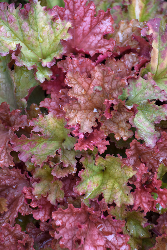 Peachberry Ice Coral Bells (Heuchera 'Peachberry Ice') at Ritchie Feed & Seed Inc.