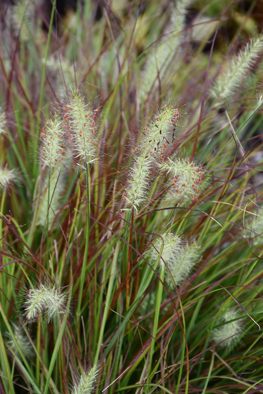 Burgundy Bunny Dwarf Fountain Grass (Pennisetum alopecuroides 'Burgundy Bunny') at Ritchie Feed & Seed Inc.