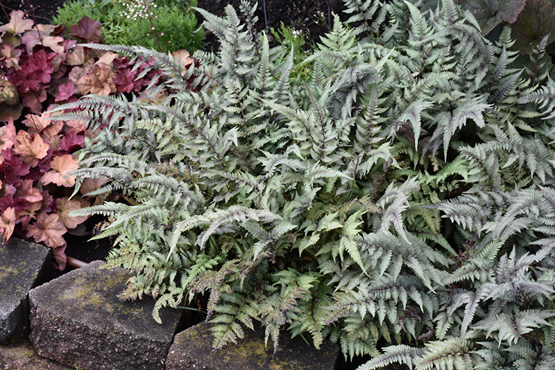 Japanese Painted Fern (Athyrium nipponicum 'Pictum') at Ritchie Feed & Seed Inc.