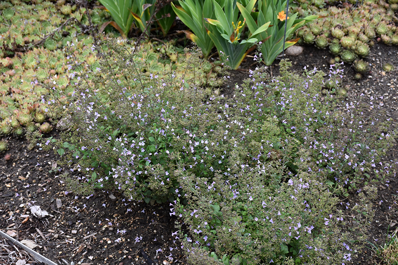 Marvelette Blue Dwarf Calamint (Calamintha nepeta 'Marvelette Blue') at Ritchie Feed & Seed Inc.