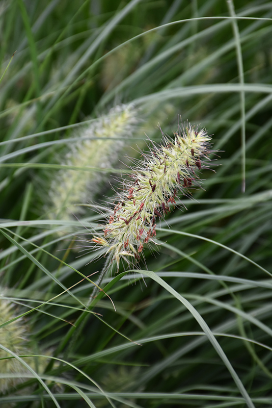 Little Bunny Dwarf Fountain Grass (Pennisetum alopecuroides 'Little Bunny') at Ritchie Feed & Seed Inc.