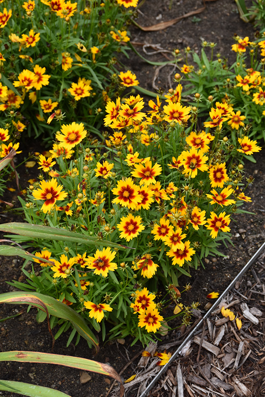 UpTick Gold and Bronze Tickseed (Coreopsis 'Baluptgonz') at Ritchie Feed & Seed Inc.