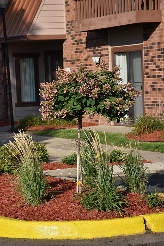 Quick Fire Hydrangea (tree form) (Hydrangea paniculata 'Bulk') at Ritchie Feed & Seed Inc.