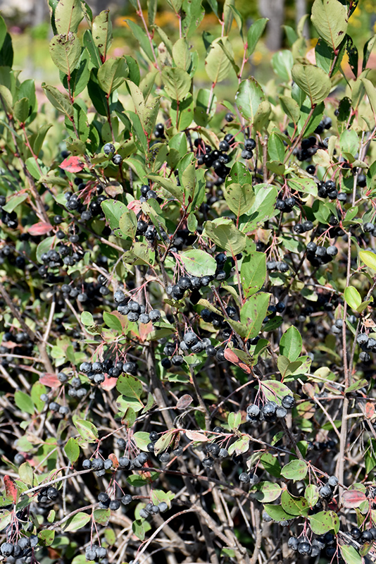 Black Chokeberry (Aronia melanocarpa) at Ritchie Feed & Seed Inc.