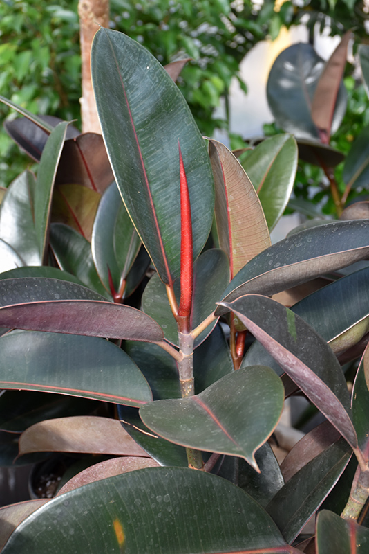 Burgundy Rubber Tree (Ficus elastica 'Burgundy') at Ritchie Feed & Seed Inc.