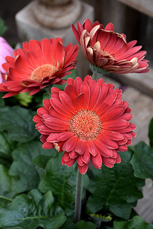 Red Gerbera Daisy (Gerbera 'Red') at Ritchie Feed & Seed Inc.