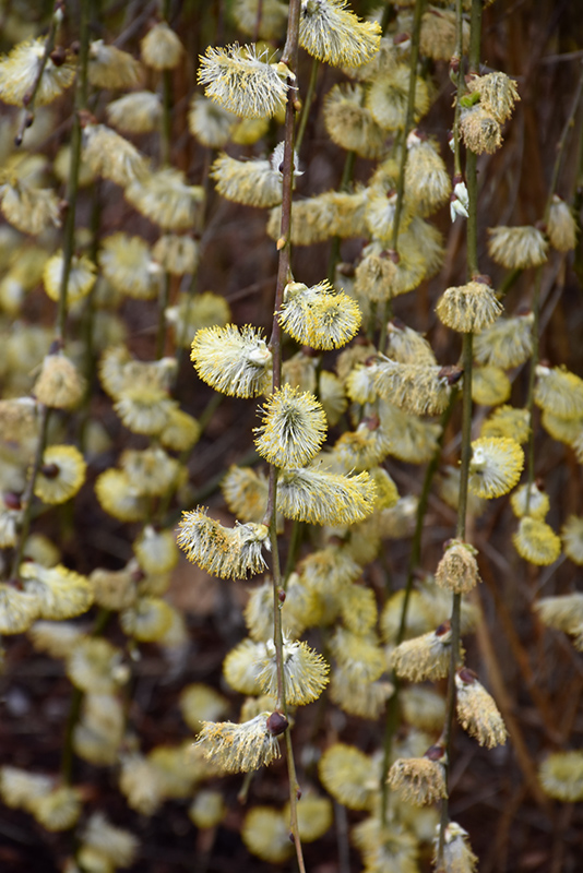 Weeping Pussy Willow (Salix caprea 'Pendula') at Ritchie Feed & Seed Inc.
