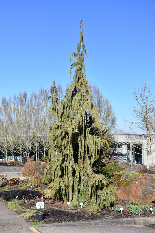 Blue Weeping Nootka Cypress (Chamaecyparis nootkatensis 'Glauca Pendula') at Ritchie Feed & Seed Inc.