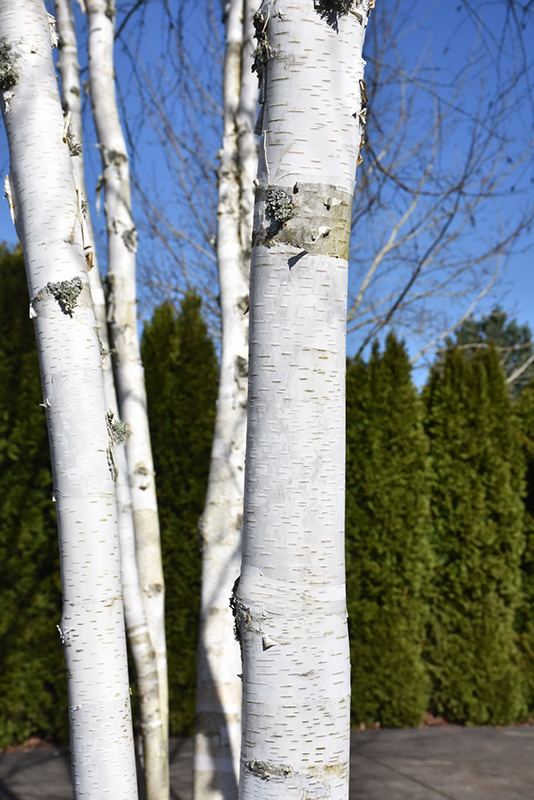 Whitebark Himalayan Birch (clump) (Betula utilis 'var. jacquemontii (clump)') at Ritchie Feed & Seed Inc.