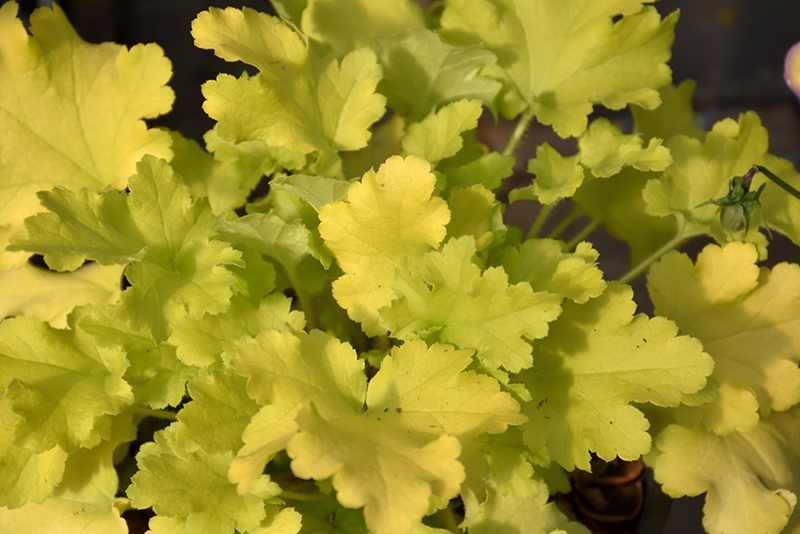 Lime Marmalade Coral Bells (Heuchera 'Lime Marmalade') at Ritchie Feed & Seed Inc.