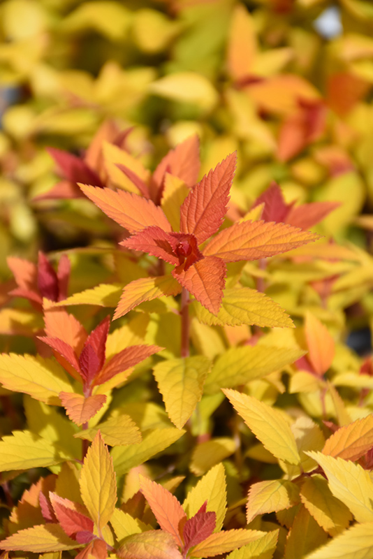 Double Play Candy Corn Spirea (Spiraea japonica 'NCSX1') at Ritchie Feed & Seed Inc.