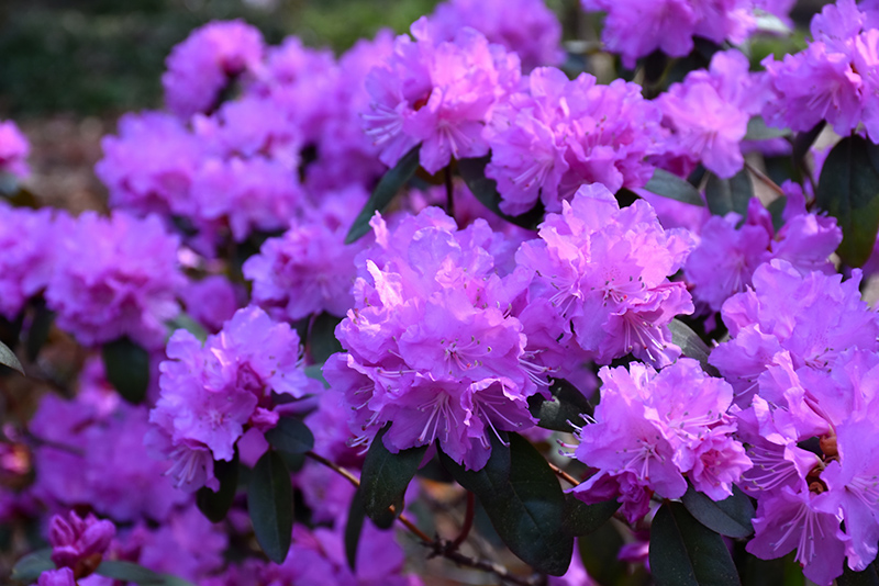 P.J.M. Elite Rhododendron (Rhododendron 'P.J.M. Elite') at Ritchie Feed & Seed Inc.