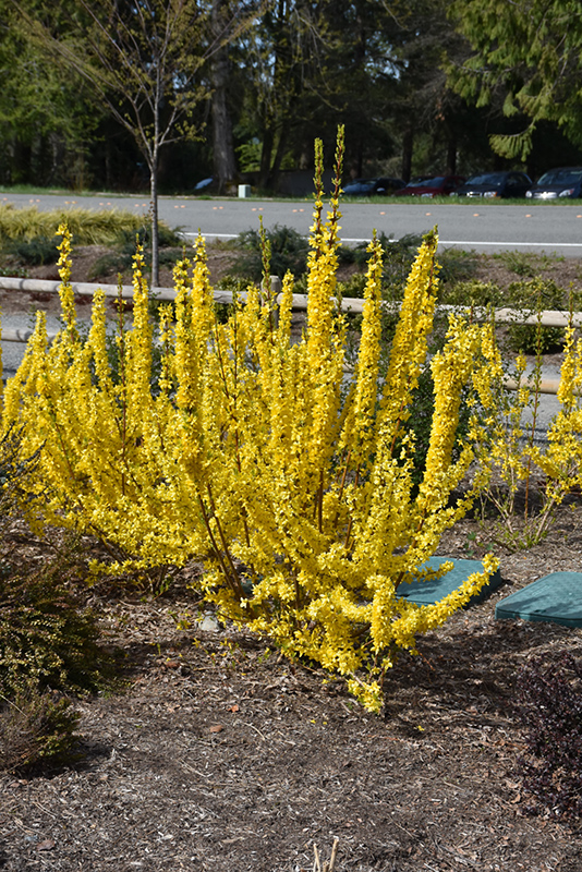 Show Off Starlet Forsythia (Forsythia x intermedia 'Minfor6') at Ritchie Feed & Seed Inc.