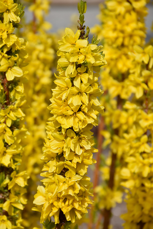 Show Off Starlet Forsythia (Forsythia x intermedia 'Minfor6') at Ritchie Feed & Seed Inc.