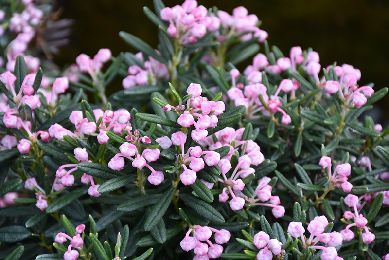 Blue Ice Bog Rosemary (Andromeda polifolia 'Blue Ice') at Ritchie Feed & Seed Inc.