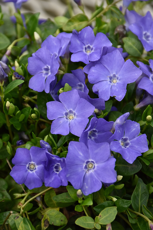 Bowles Periwinkle (Vinca minor 'Bowles') at Ritchie Feed & Seed Inc.