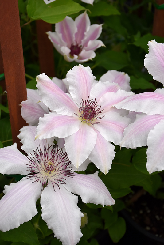 Vancouver Mystic Gem Clematis (Clematis 'Vancouver Mystic Gem') at Ritchie Feed & Seed Inc.