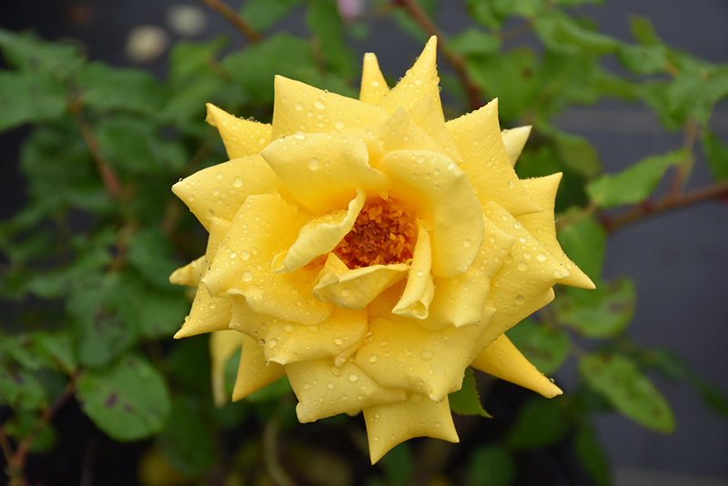 Royal Gold Rose (Rosa 'Royal Gold') at Ritchie Feed & Seed Inc.