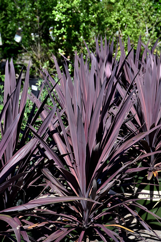Bauer's Cordyline (Cordyline 'Baueri') at Ritchie Feed & Seed Inc.