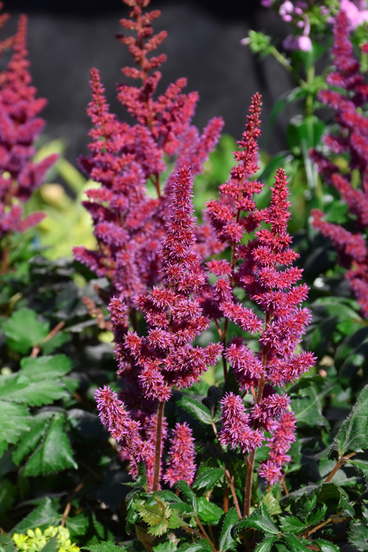 Visions in Red Chinese Astilbe (Astilbe chinensis 'Visions in Red') at Ritchie Feed & Seed Inc.