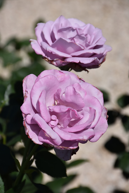 Blue Girl Rose (Rosa 'Blue Girl') at Ritchie Feed & Seed Inc.