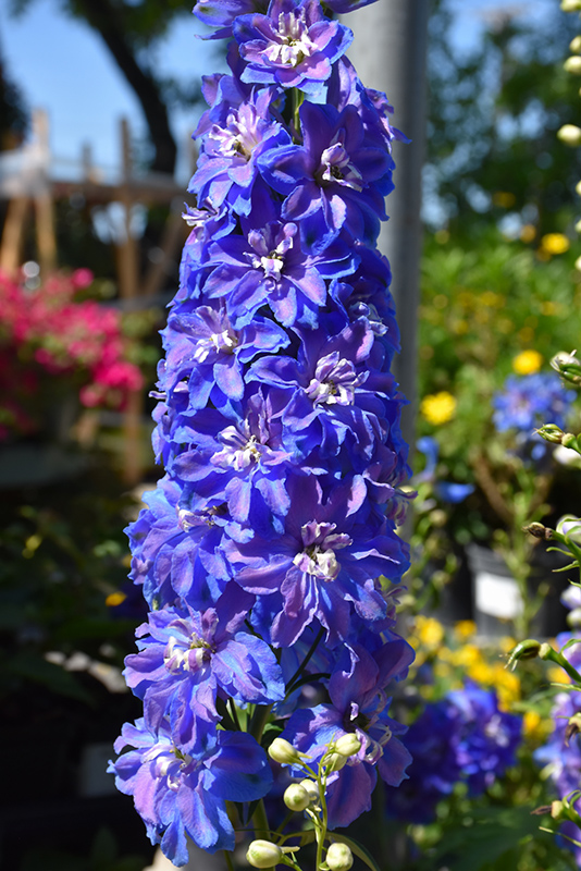Guardian Blue Larkspur (Delphinium 'Guardian Blue') at Ritchie Feed & Seed Inc.