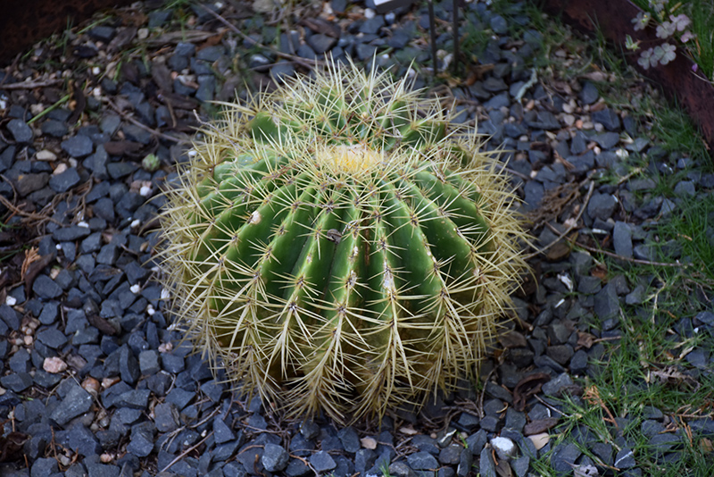 Golden Barrel Cactus (Echinocactus grusonii) at Ritchie Feed & Seed Inc.