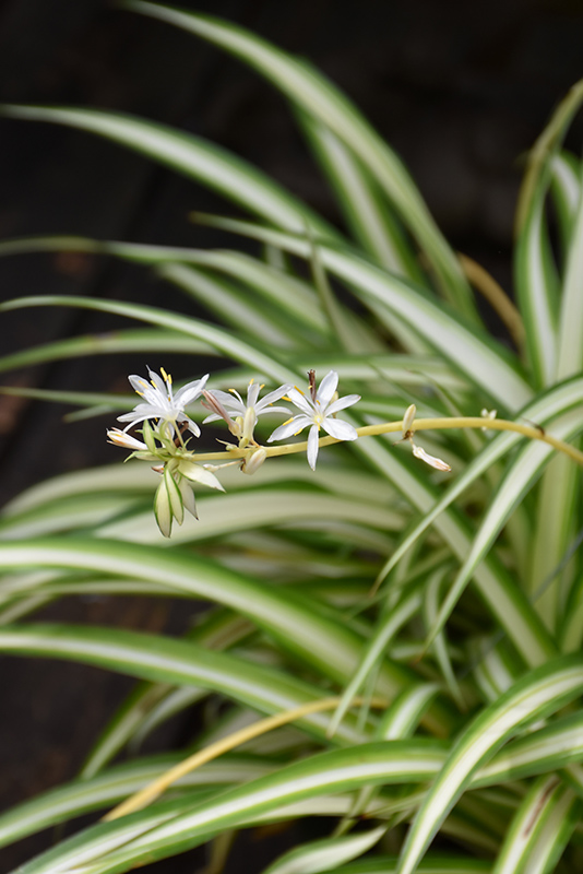 Spider Plant (Chlorophytum comosum) at Ritchie Feed & Seed Inc.