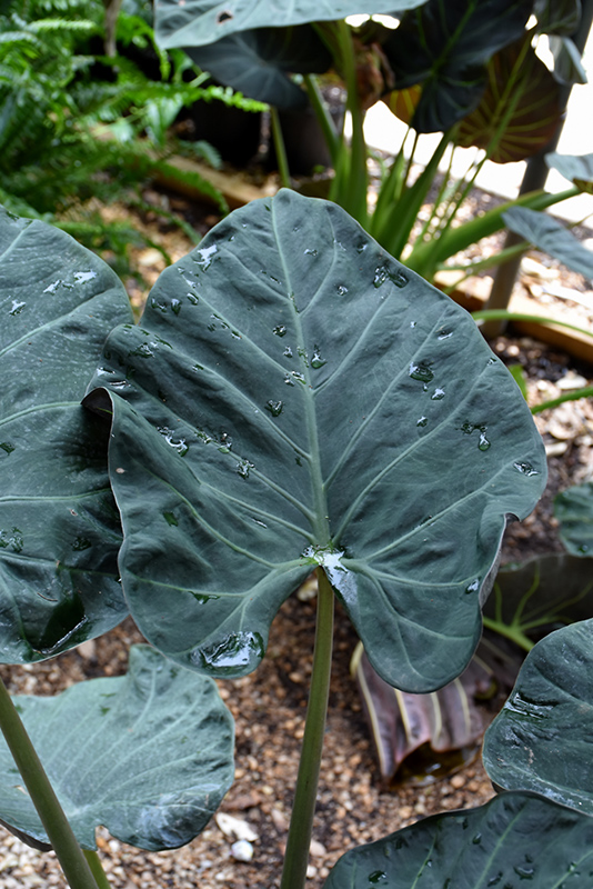 Regal Shields Elephant's Ear (Alocasia 'Regal Shields') at Ritchie Feed & Seed Inc.