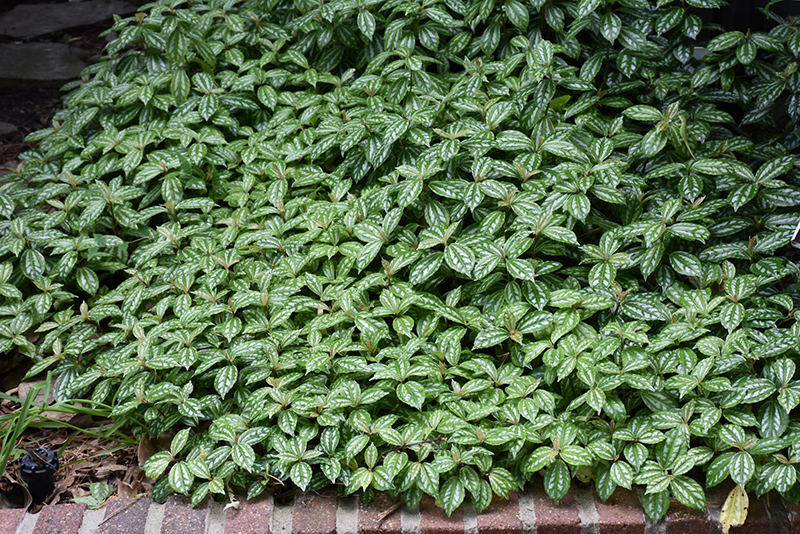 Aluminum Plant (Pilea cadierei) at Ritchie Feed & Seed Inc.