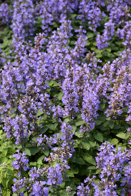 Purrsian Blue Catmint (Nepeta x faassenii 'Purrsian Blue') at Ritchie Feed & Seed Inc.