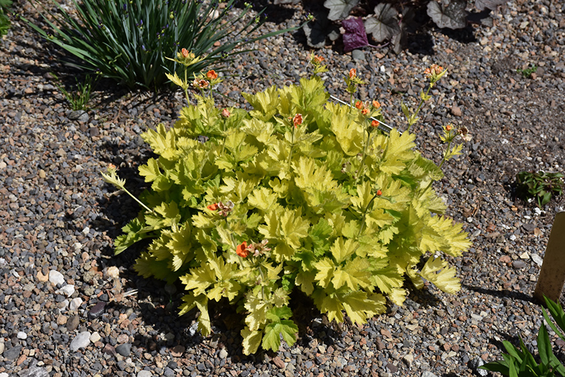 Sunkissed Lime Avens (Geum 'Sunkissed Lime') at Ritchie Feed & Seed Inc.