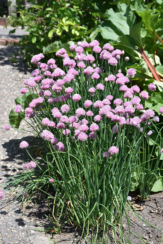 Forescate Chives (Allium schoenoprasum 'Forescate') at Ritchie Feed & Seed Inc.