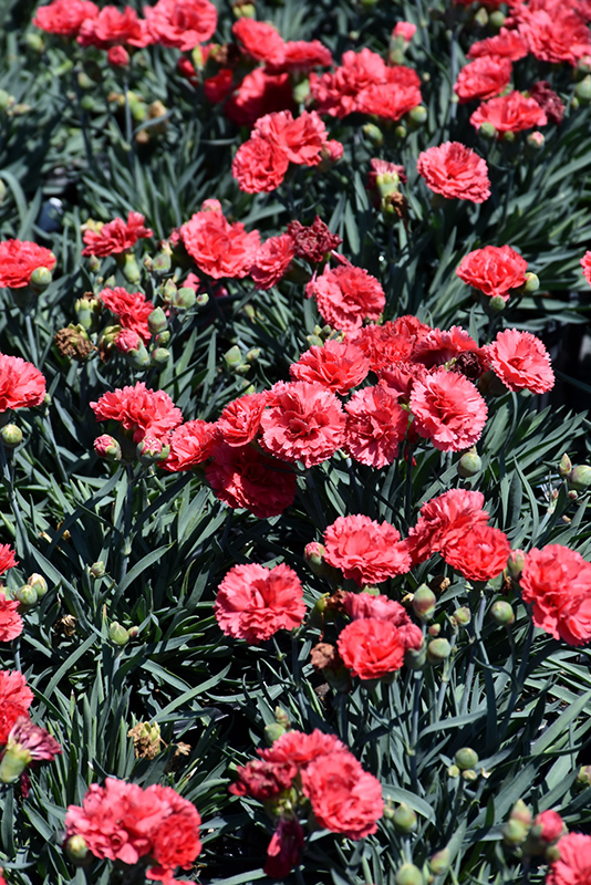 Early Bird Chili Pinks (Dianthus 'Wp10 Sab06') at Ritchie Feed & Seed Inc.